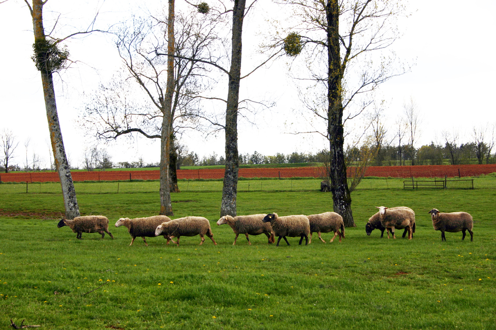 Kaliteli Tarım Ürünlerimizle Hizmetinizdeyiz
